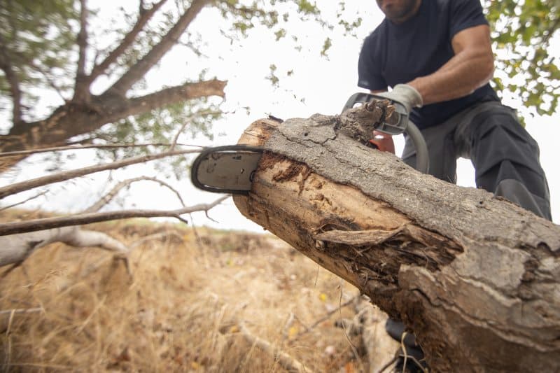 A chainsaw cutting through a fallen tree trunk.